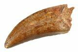 Serrated, Carcharodontosaurus Tooth - Real Dinosaur Tooth #351694-1
